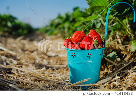 Fresh pick strawberries in a blue bucket on strawberry field Fresh pick strawberries in a blue bucket on strawberry field 41418458