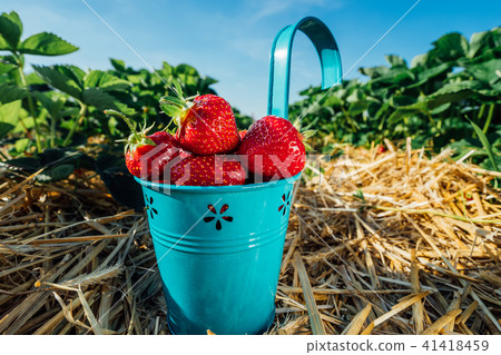 Blue bucket with fresh pick strawberries on a field 41418459