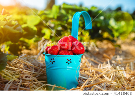 Blue bucket with fresh pick strawberries on a field. Day sunny light beams and flares in frame 41418468