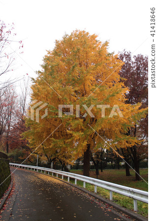 Akabane paulowne hillock estate yellow spot ginkgo 41418646
