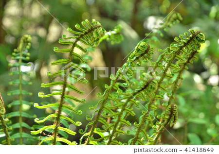Plant: Fagaceae Oshidae 41418649