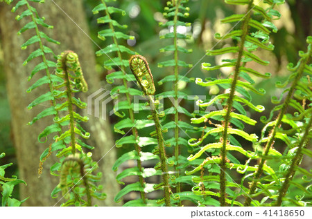 Plant: Fagaceae Oshidae Plant: Fagaceae Oshidae 41418650