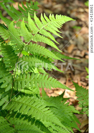Plant: Family Family 41418661