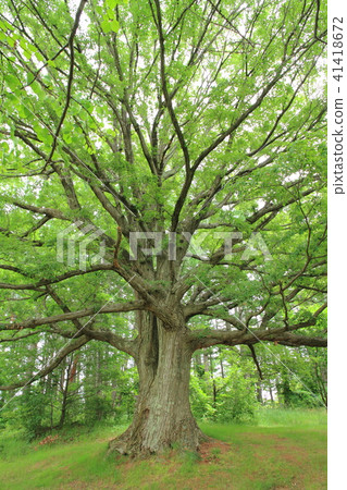 Quarrala大樹 41418672