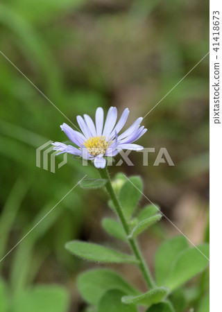Dalmagik Dalmagik 41418673