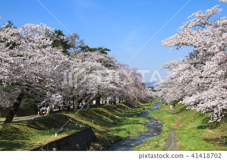 Cherry blossom trees on the Kanonji River (Fukushima · Inawashiro-machi) Cherry blossom trees on the Kanonji River (Fukushima · Inawashiro-machi) 41418702