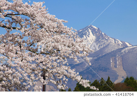 Kanonji河上的櫻花樹（福島縣？豬苗代町） 41418704
