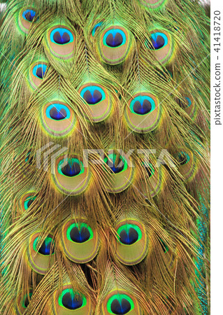 孔雀裝飾羽毛 41418720