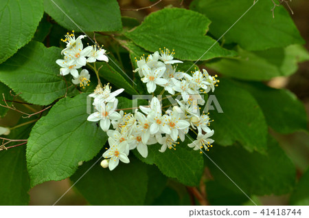 樹：Marrubatsugi繡球花家庭 41418744