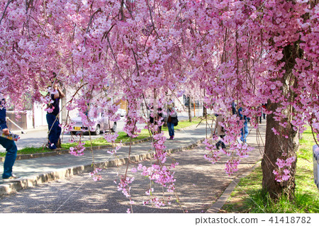 Weeping cherry blossoms of the Japan-China Line (Fukushima Prefecture · Kitakata City) Weeping cherry blossoms of the Japan-China Line (Fukushima Prefecture · Kitakata City) 41418782