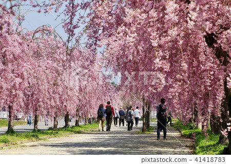 日中線(福島縣·北方市)的垂枝櫻花 日中線(福島縣·北方市)的垂枝櫻花 41418783