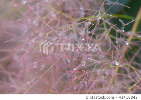 在雨中濕的煙樹 41418842