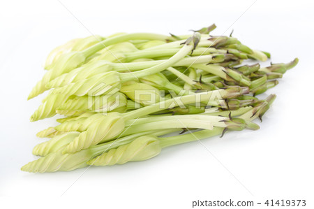 ipomoea alba on white background 41419373