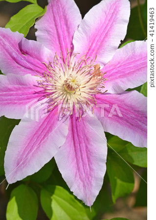 植物：鐵線蓮毛蟲家族 41419463