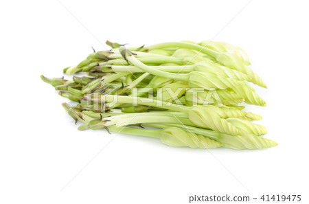 ipomoea alba on white background 41419475