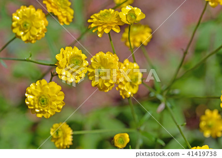 植物：毛茛qu qu白菜 41419738