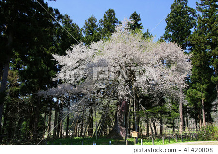 Takashi Sakura of Hayaji Temple (Fukushima Prefecture · Bandai Town) 41420008