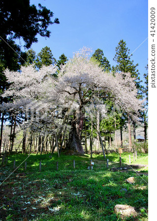 Hayaji寺的Takashi Sakura（福島縣·Bandai鎮） 41420009