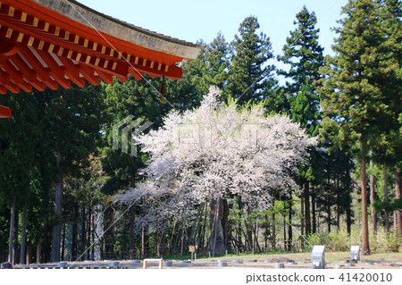 Hayaji寺的Takashi Sakura(福島縣·Bandai鎮) Hayaji寺的Takashi Sakura(福島縣·Bandai鎮) 41420010