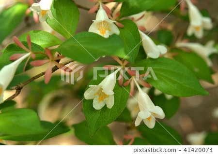 樹：Otsukubane Treewood金銀花家庭 41420073