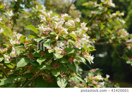 樹：Otsukubane Treewood金銀花家庭 41420081