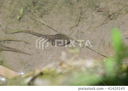 Tadpoles Tadpoles 41420145