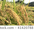 Rice field 41420788