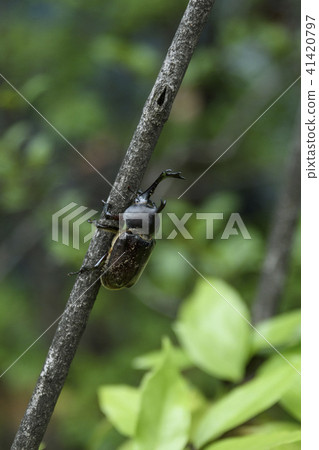 Beetle 41420797