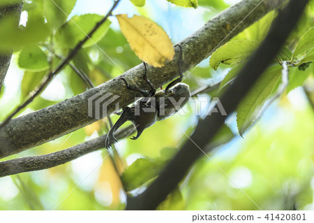Beetle 41420801