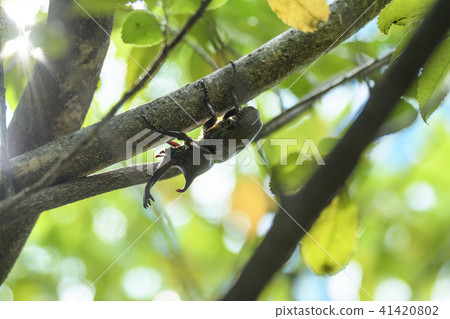Beetle 41420802