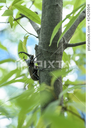 Beetle 41420804