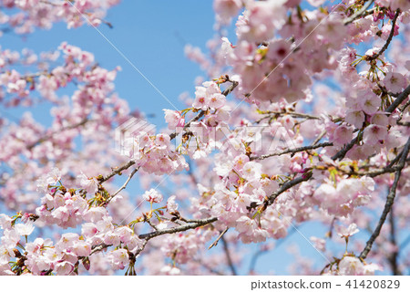 Cold cherry tree Cold cherry tree 41420829