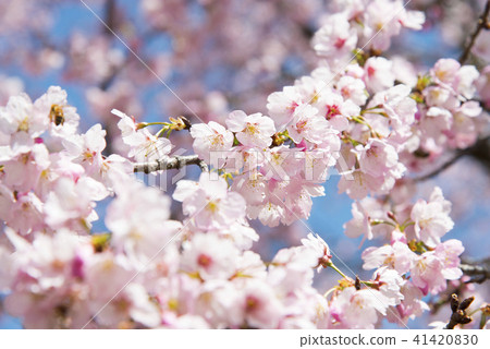 冷櫻桃樹 41420830