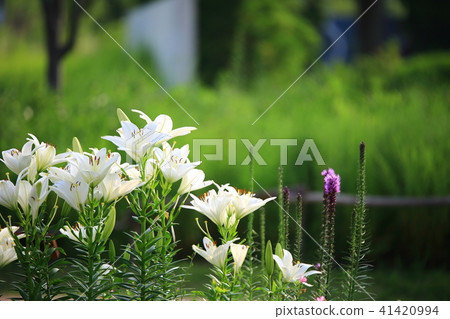 Spring of garden Spring of garden 41420994