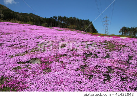 Shiba cherry blossoms of Jupia Land Hirata (Fukushima / Hirata village) 41421048