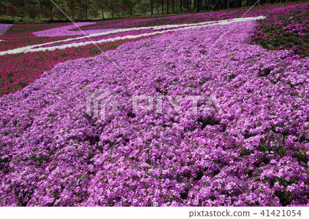 Shiba cherry blossoms of Jupia Land Hirata (Fukushima / Hirata village) Shiba cherry blossoms of Jupia Land Hirata (Fukushima / Hirata village) 41421054