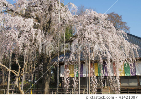 Weaproof cherry blossoms at Tsukiori Temple 41421097