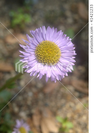 Plant: Astragaliaceae 41421233