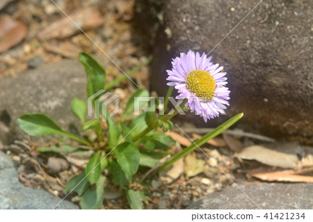 植物：黃芪科 41421234