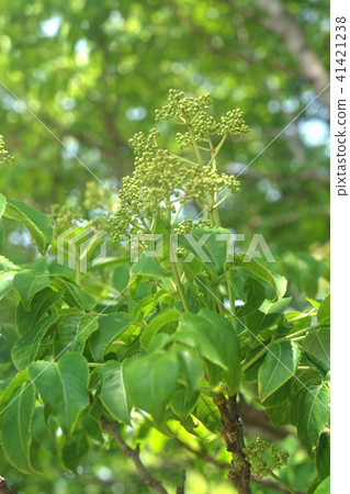 樹：貢子豆腐 41421238