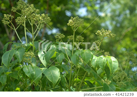 Tree: Gonzui bean curd 41421239