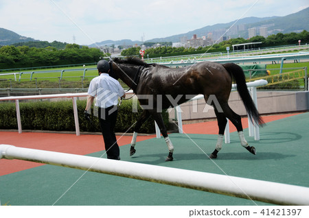 Winning horse Winning horse 41421397