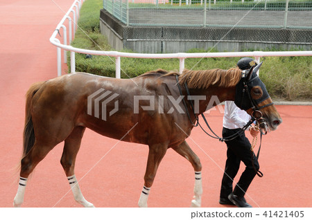贏馬 贏馬 41421405