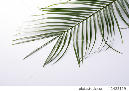 Palm leaves 41422139