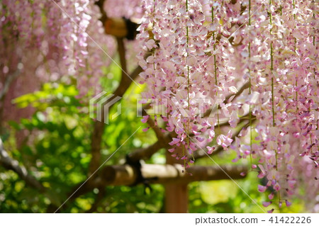 Nara · Kasuga Taisha · Wisteria of Benza Botanical Garden 3 Nara · Kasuga Taisha · Wisteria of Benza Botanical Garden 3 41422226