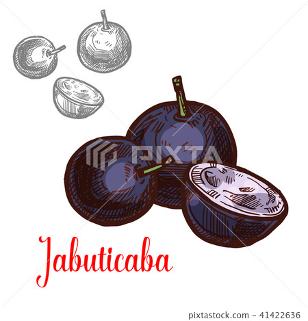 Jabuticaba fruit of exotic Brazilian tree sketch 41422636