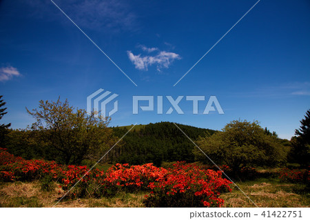 Season during which lotus root azalea blooms 41422751