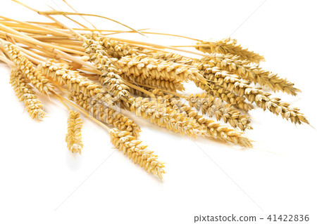 ears of wheat 41422836