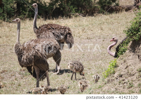 鴕鳥家族 41423120