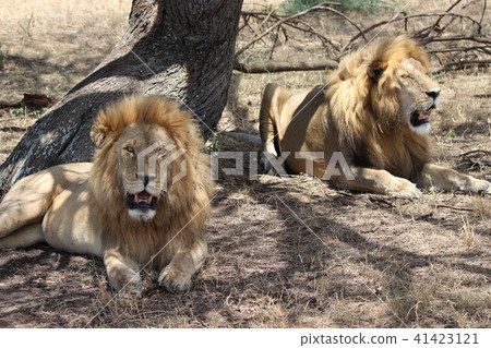 雄獅 雄獅 41423121